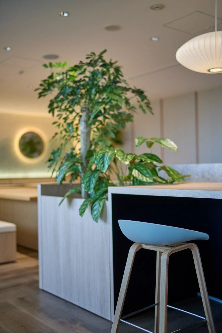 観葉植物のある空間