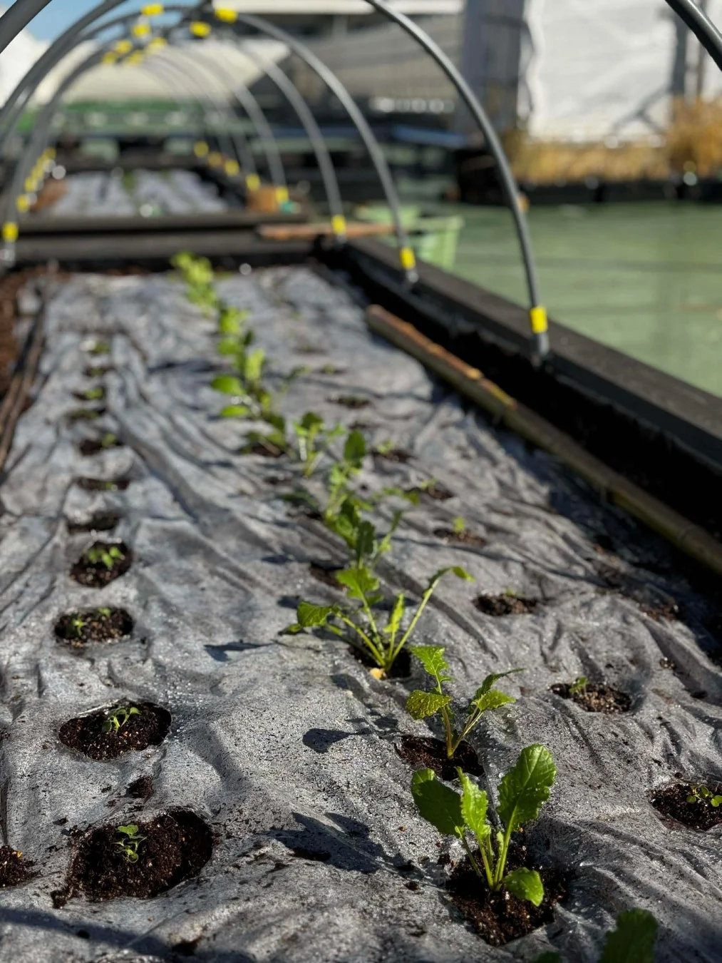 若い植物の苗が植えられた畑
