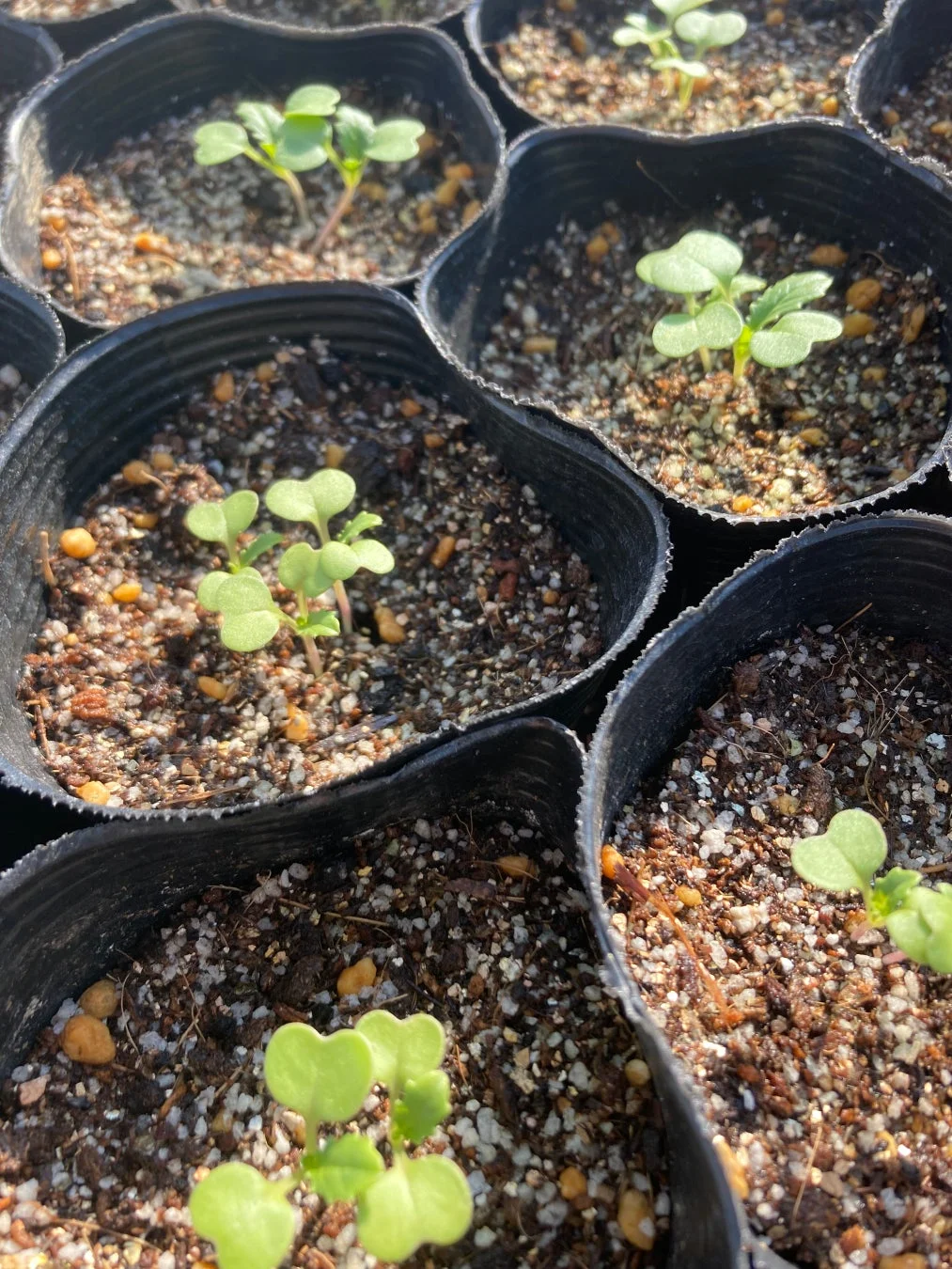 小さなポットの双葉